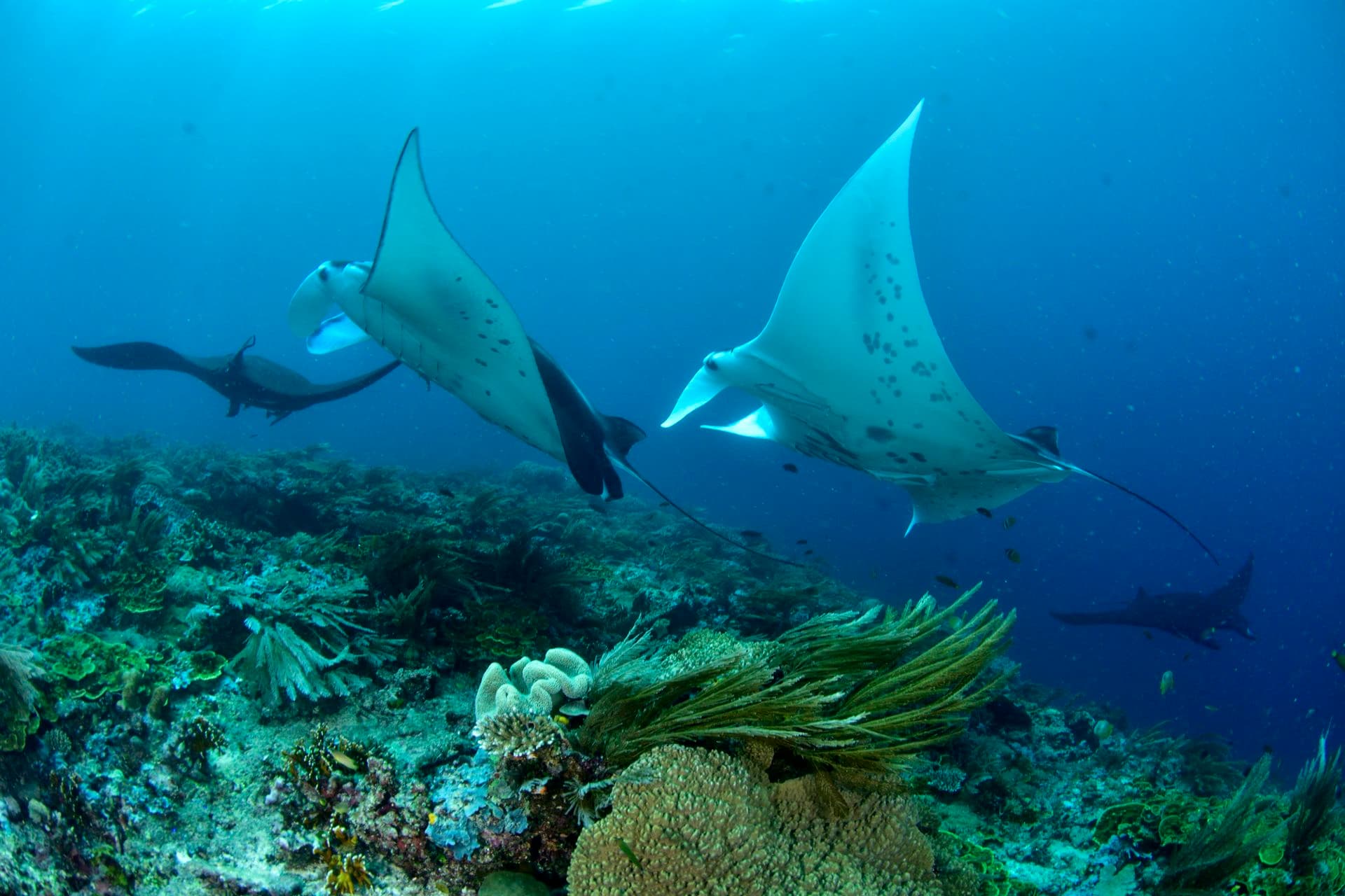 Manta Alley, Komodo, Dive site