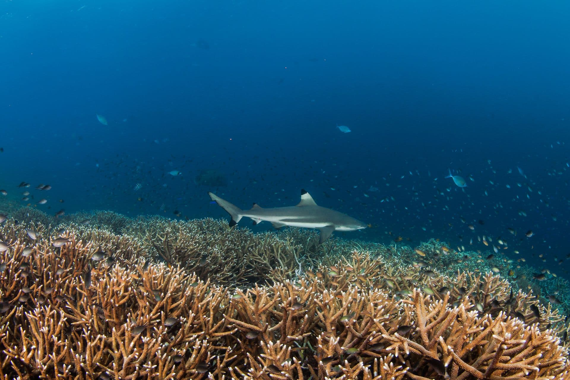 Equator Islands, Kawe, Raja Ampat
