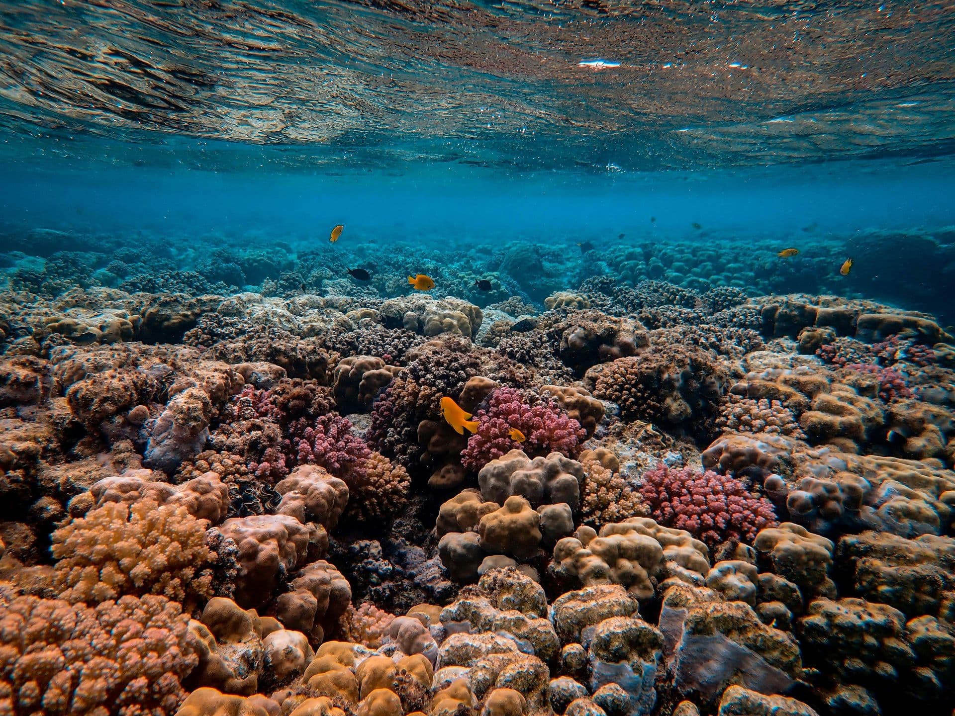 Banana Split, Rinca, Komodo