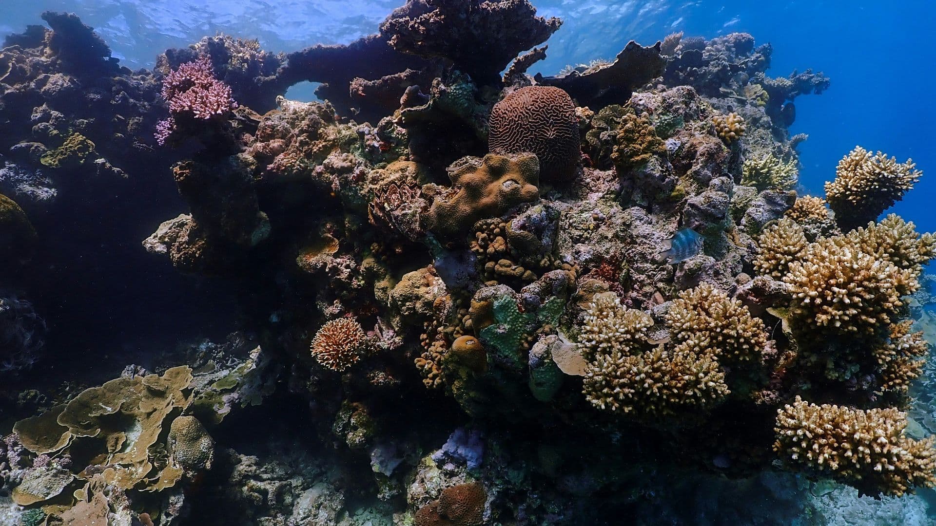 Kanawa Reef, Komodo
