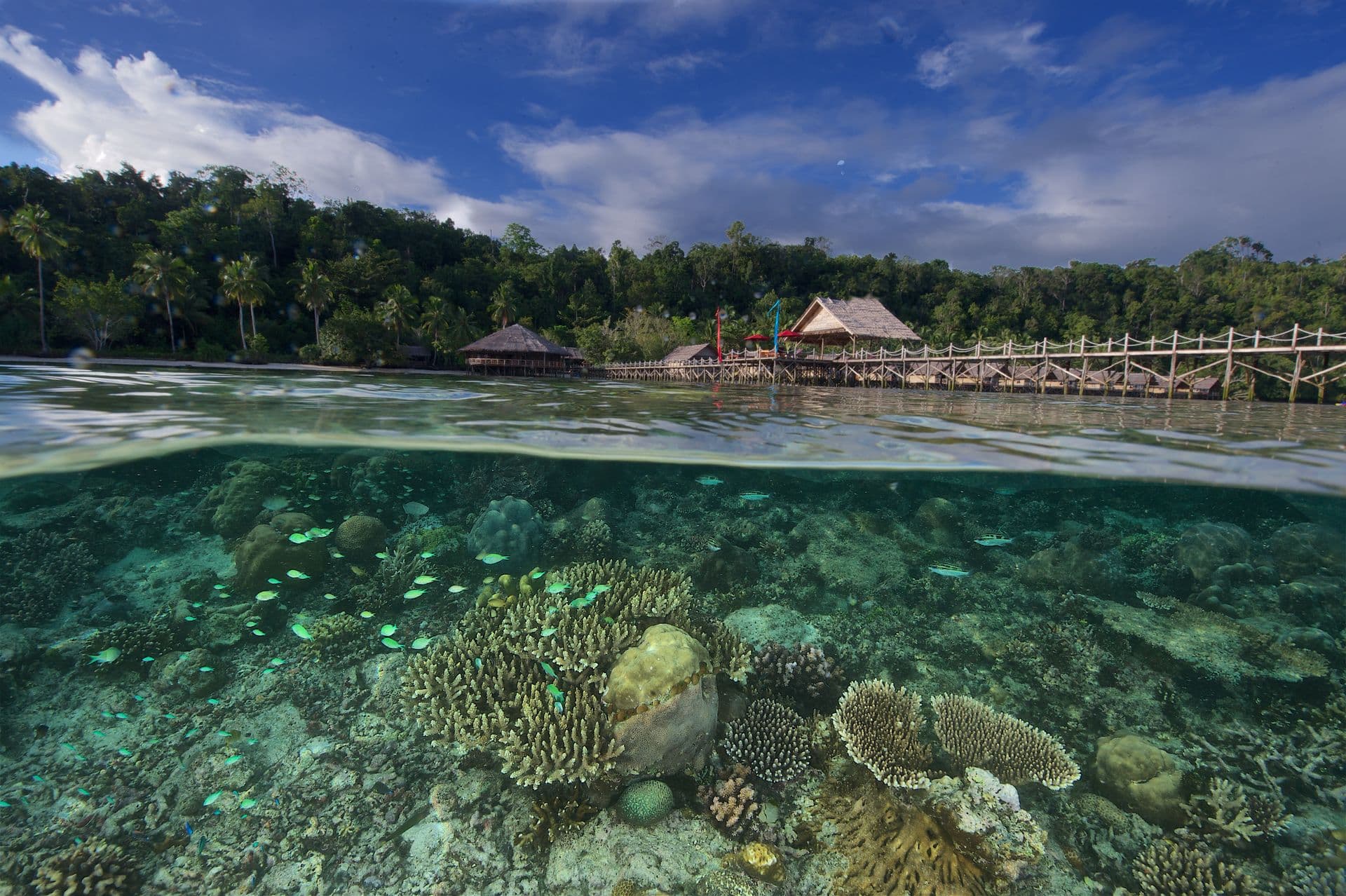 Budget Liveaboards in Indonesia