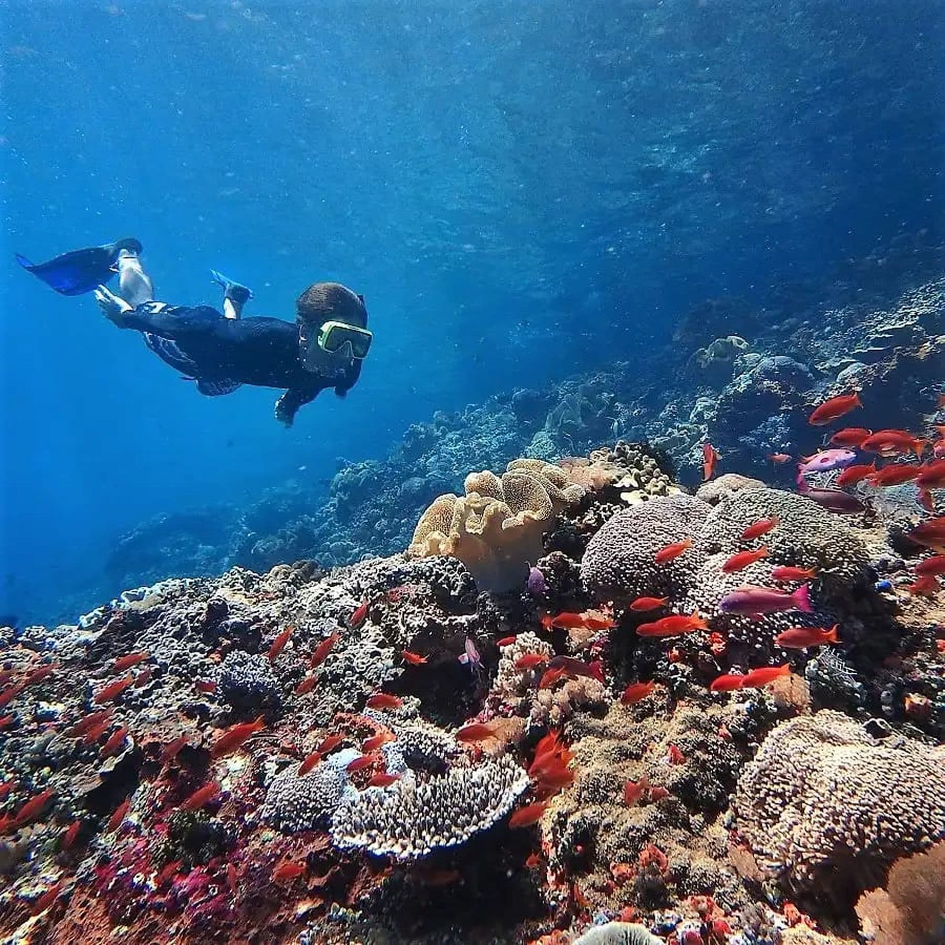 Choosing the Best Indonesia Liveaboard