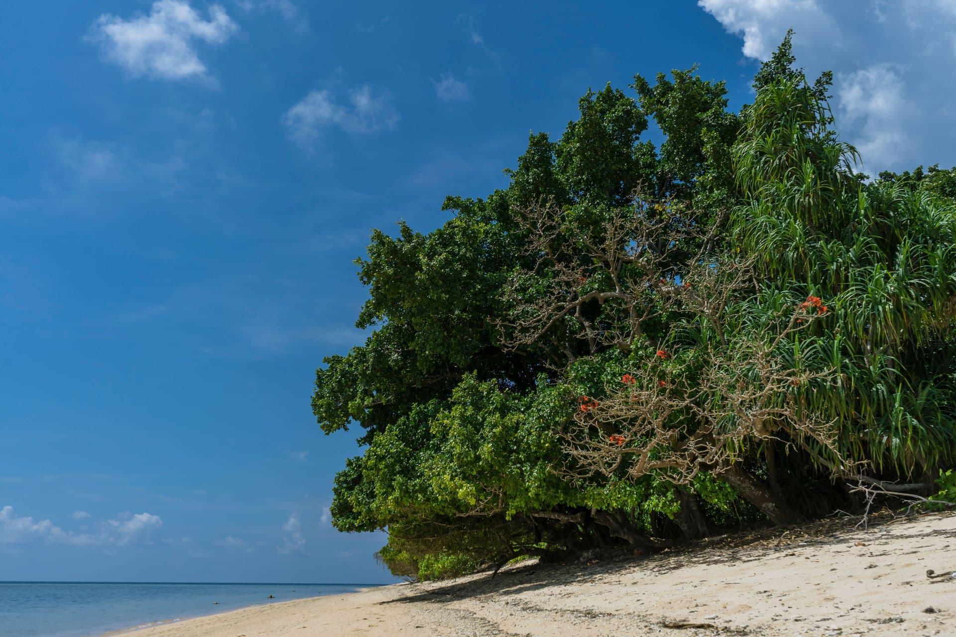 Ai Island in Maluku