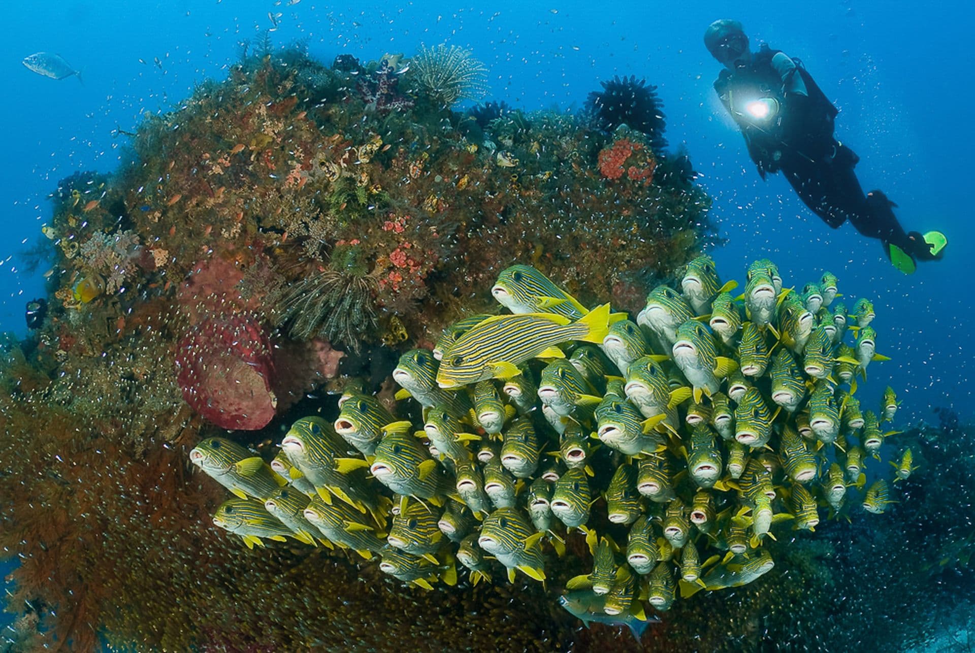 Raja Ampat on Seasafari 8