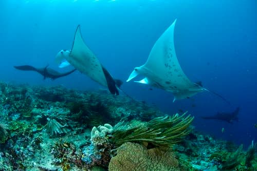 Manta Alley, Komodo, Dive site