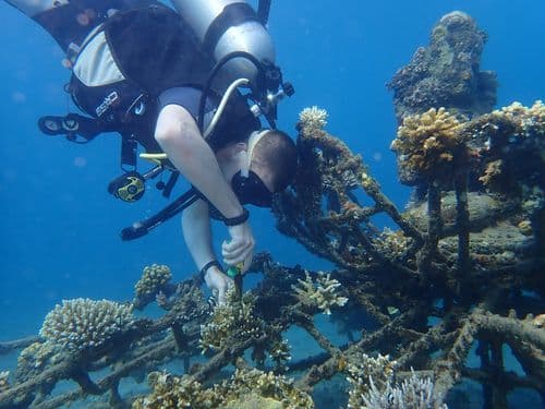 Reef Conservation, Lombok