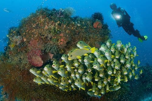 Melissa’s Garden, Fam Islands, Raja Ampat