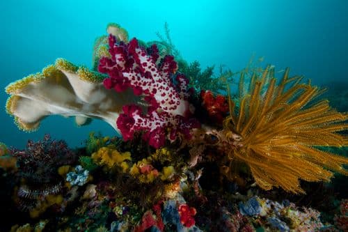 Andiamo, Misool, Raja Ampat