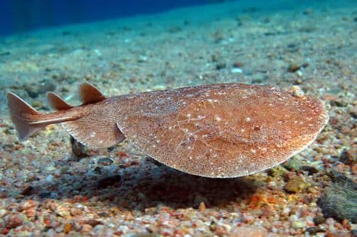 Torpedo Point, Rinca Island, Komodo
