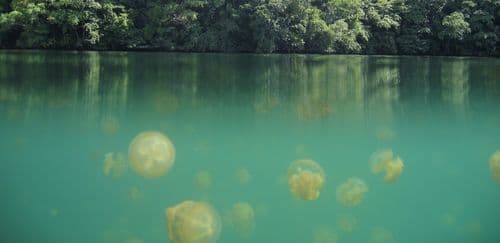 Jellyfish Lake, Misool