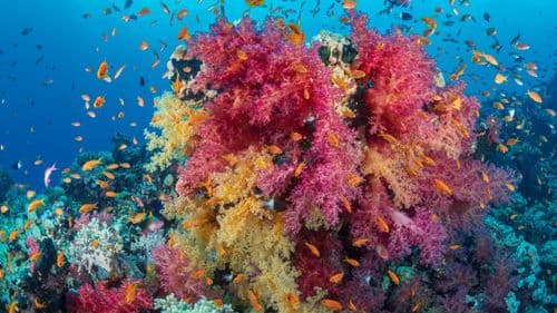 Jef Pele, Raja Ampat