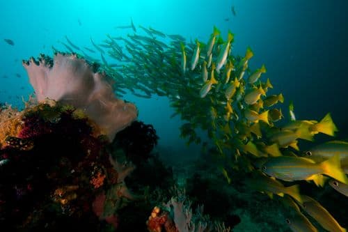 Candy Store, Misool, Raja Ampat
