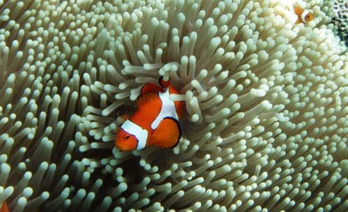 DiveIndonesia