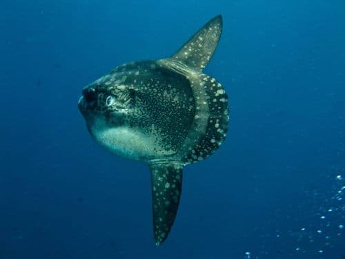 DiveIndonesia