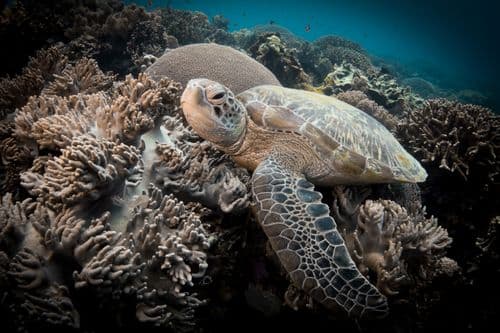 DiveIndonesia