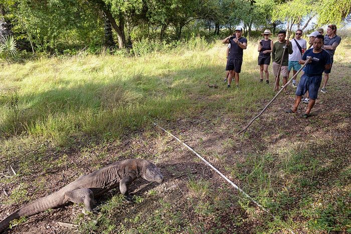 Komodo Dragon, Komodo Island, Komodo