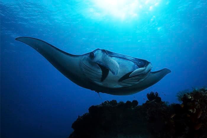 Blue Magic, Dampier Strait, Raja Ampat