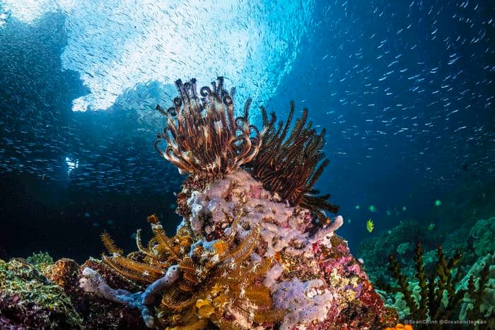Mioskon Reef, Miso Kon, Raja Ampat