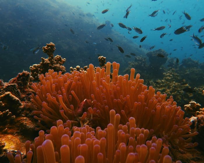 Tanjung Loh Sera, Komodo Island